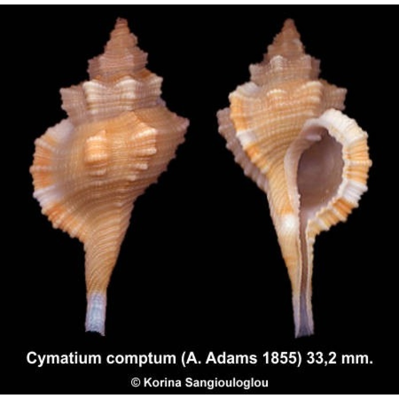 Cymatium comptum Outstanding!