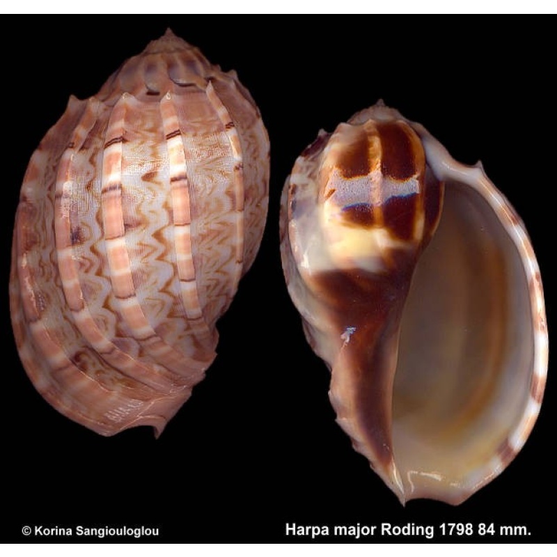 Harpa major Gorgeous White/Pink!