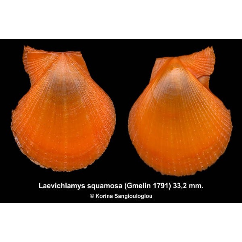 Laevichlamys squamosa Gorgeous Yellowish/orange!