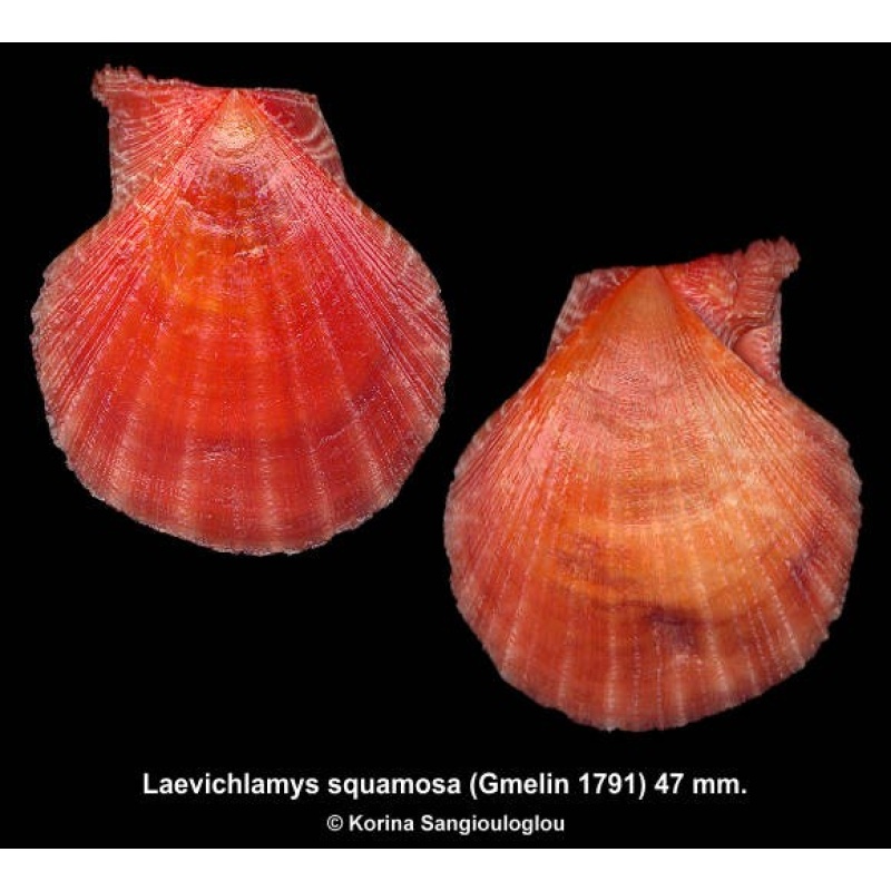 Laevichlamys squamosa Gorgeous Red/Orange!