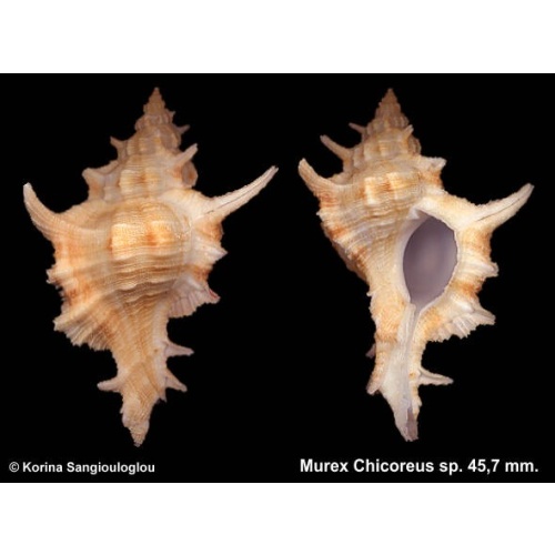 Murex Chicoreus sp. Gorgeous Yellow!