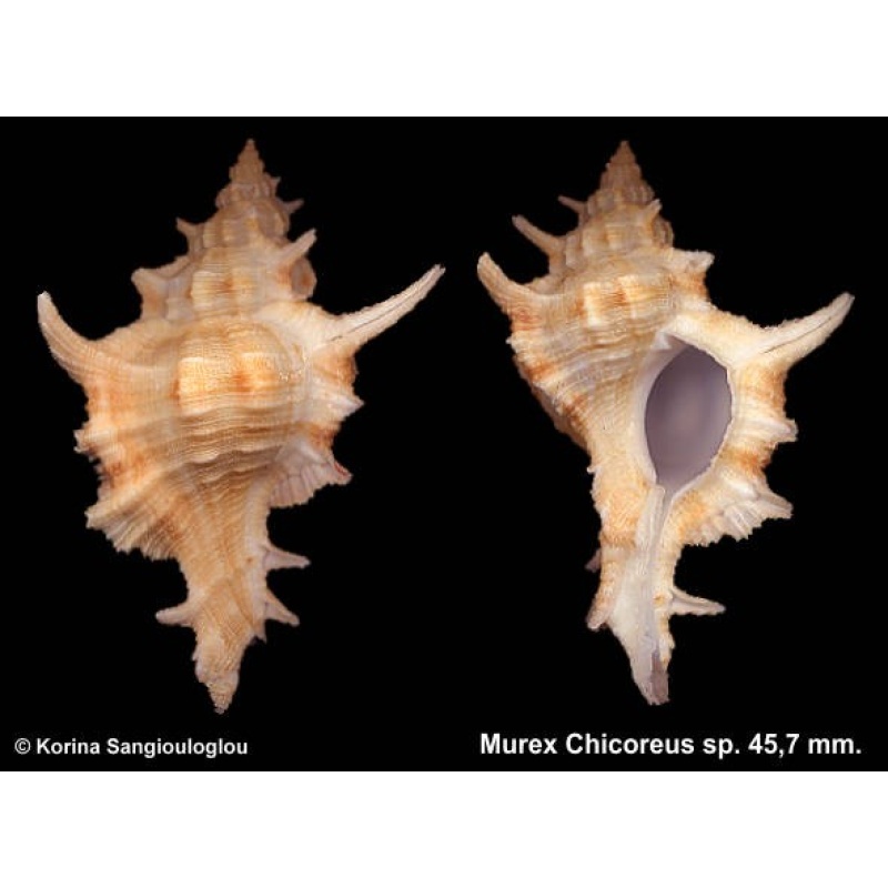 Murex Chicoreus sp. Gorgeous Yellow!