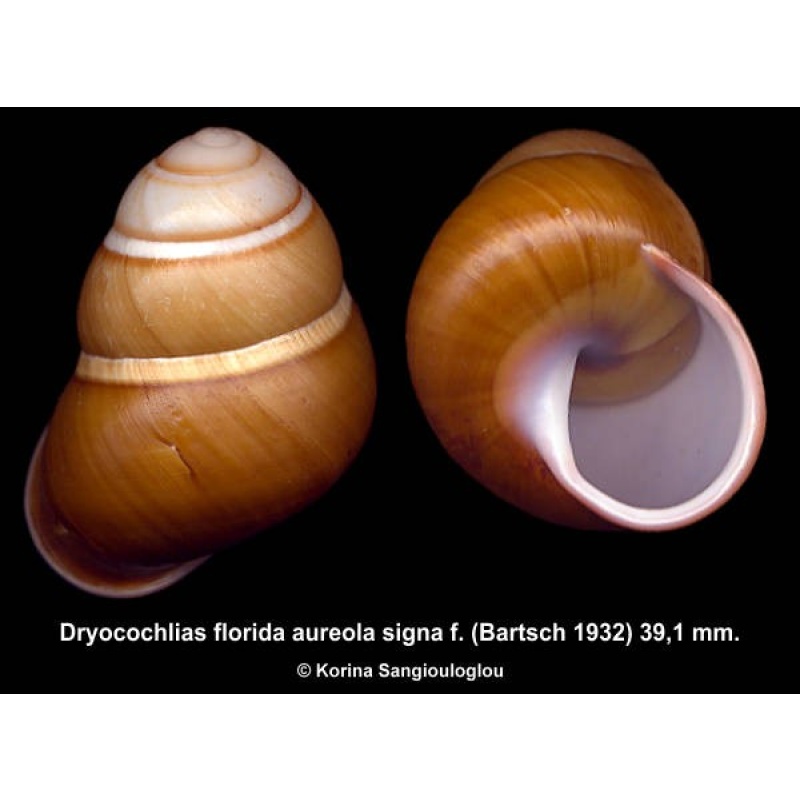 Dryocochlias florida aureola signa f. Gorgeous!