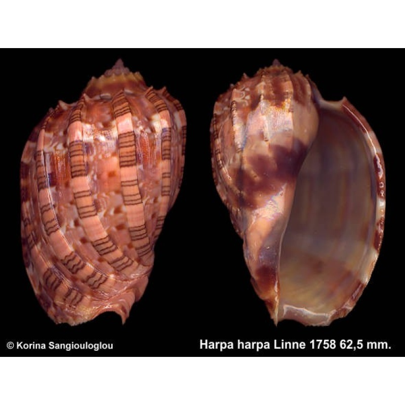 Harpa harpa Gorgeous Large Dark!