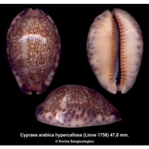 Cypraea arabica hypercallosa Gorgeous!