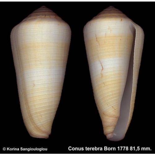 Conus terebra Gorgeous Giant!