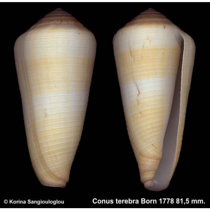 Conus terebra Gorgeous Giant!
