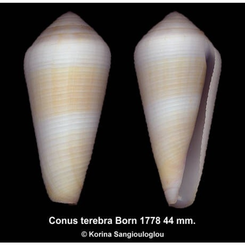 Conus terebra Gorgeous!