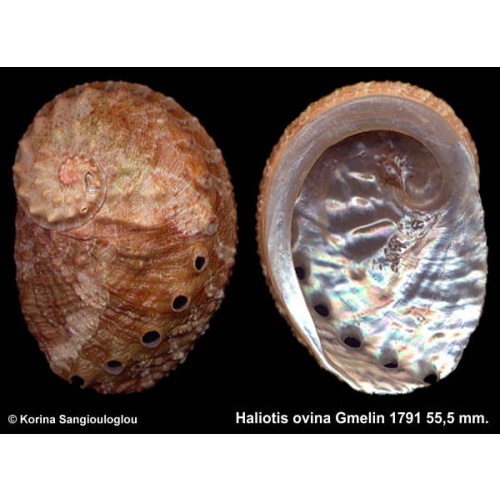 Haliotis ovina Gorgeous Green/Peach!