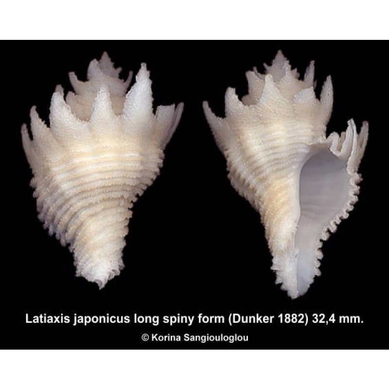 Latiaxis japonicus long spiny form Gorgeous!