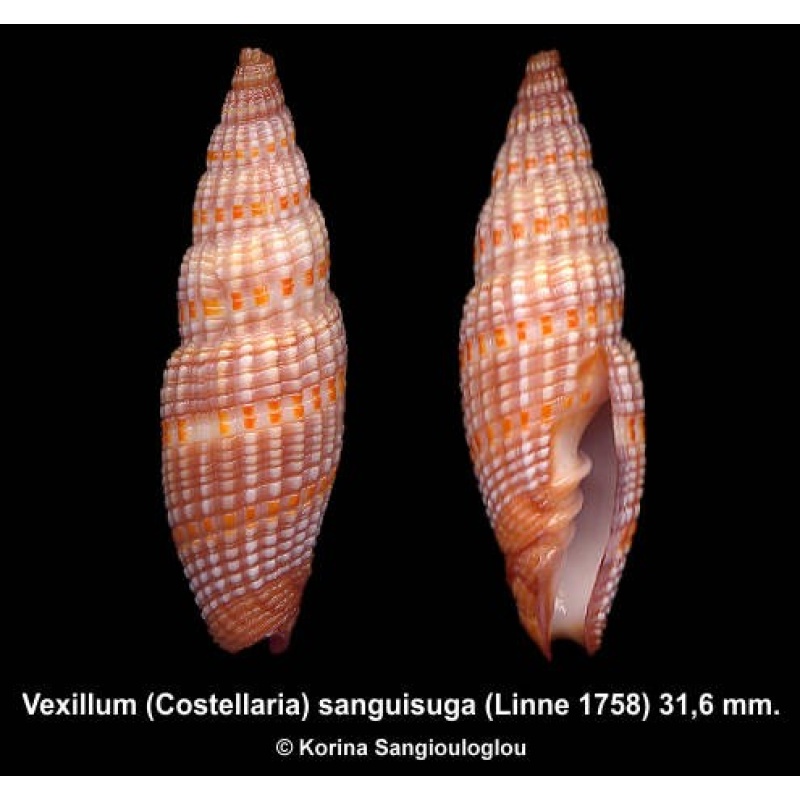 Vexillum (Costellaria) sanguisuga Gorgeous!