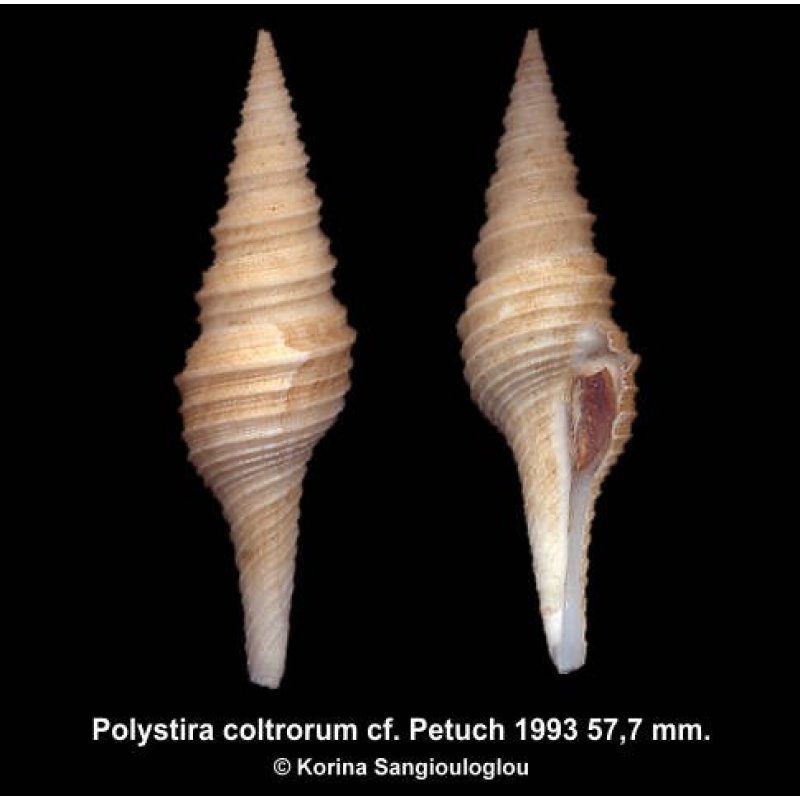 Polystira coltrorum cf. Outstanding!