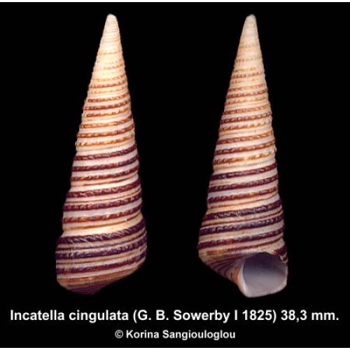 Incatella cingulata Gorgeous!