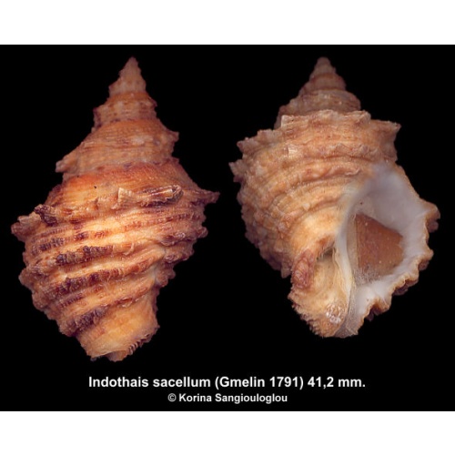 Indothais sacellum Gorgeous Huge Orange!