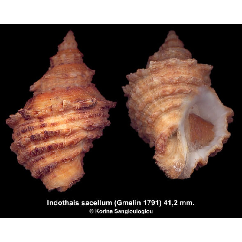 Indothais sacellum Gorgeous Huge Orange!