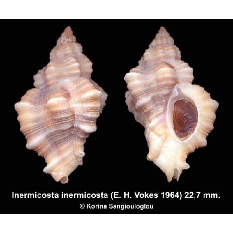 Inermicosta inermicosta Gorgeous!