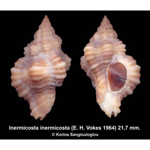Inermicosta inermicosta Gorgeous Knobby!