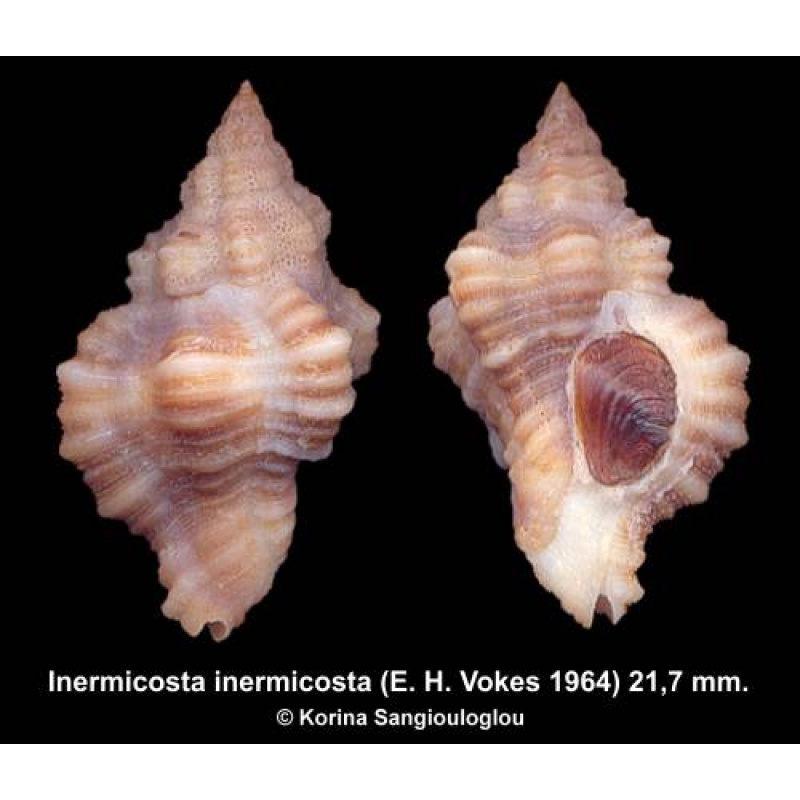 Inermicosta inermicosta Gorgeous Knobby!