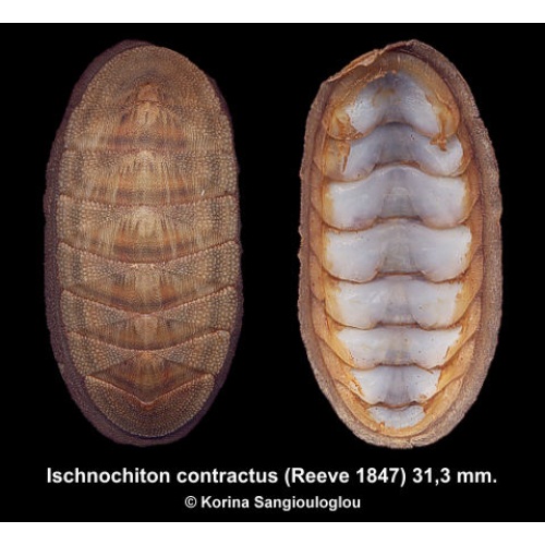 Ischnochiton contractus Gorgeous Rare 7 Plates Form!