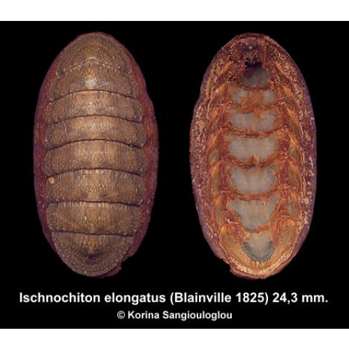 Ischnochiton elongatus Gorgeous Large!