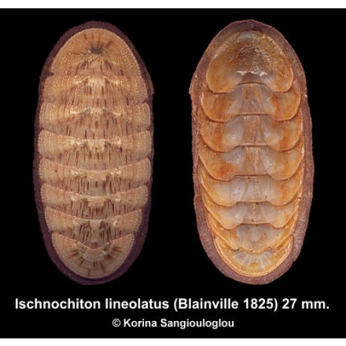 Ischnochiton lineolatus Gorgeous Superb!
