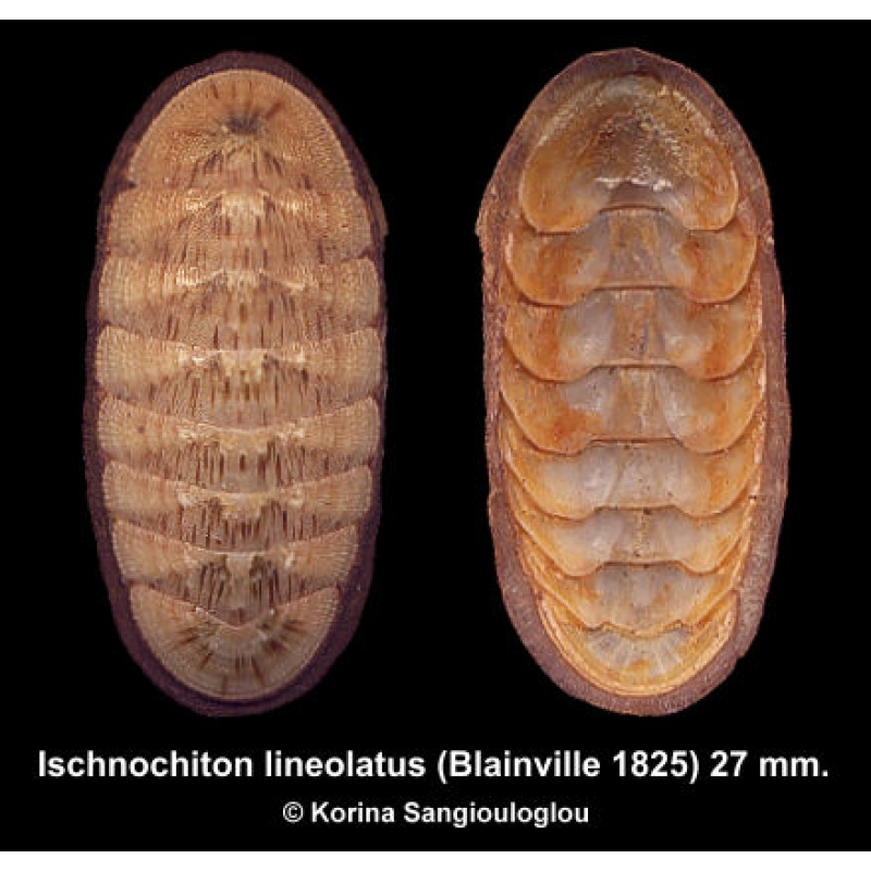 Ischnochiton lineolatus Gorgeous Superb!