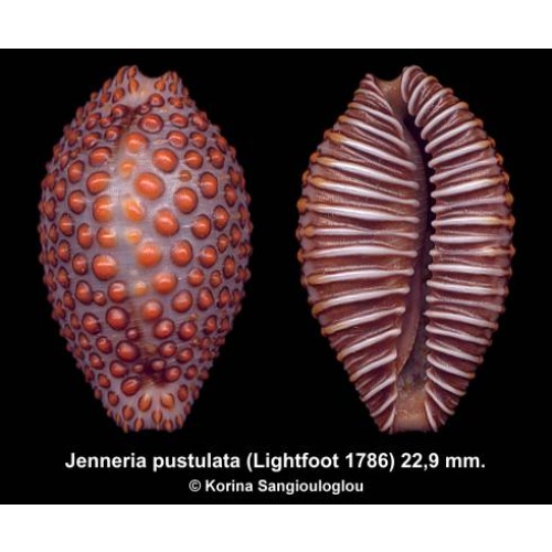 Jenneria pustulata Gorgeous Large Special Price!