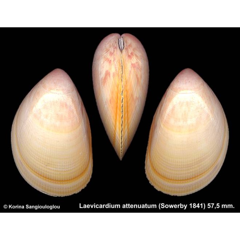 Laevicardium attenuatum Gorgeous Superb!