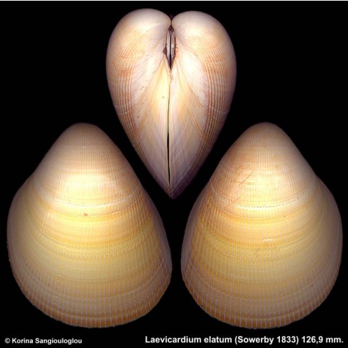 Laevicardium elatum Gorgeous Giant!