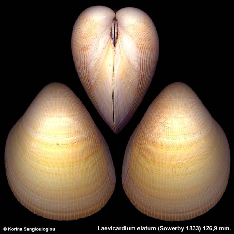 Laevicardium elatum Gorgeous Giant!