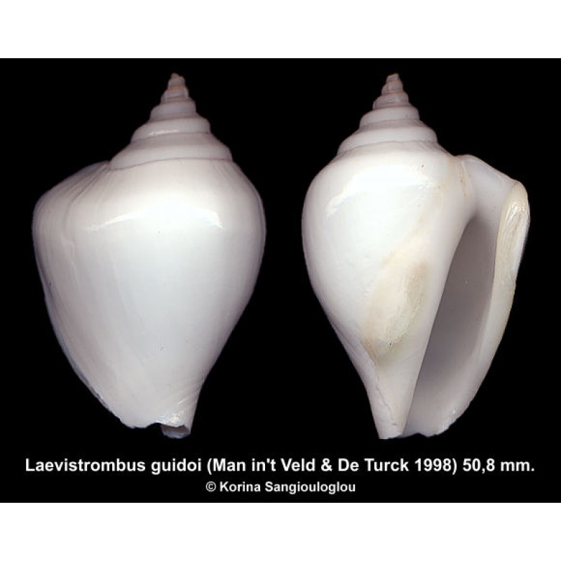Laevistrombus guidoi Gorgeous Rare White Large!
