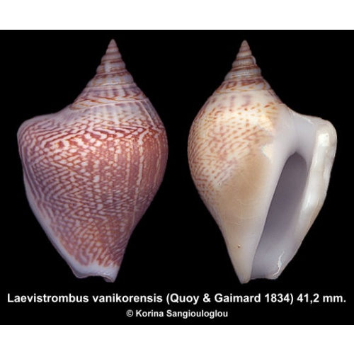 Laevistrombus vanikorensis Gorgeous Superb!