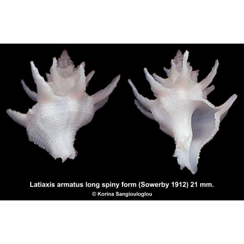 Latiaxis armatus long spiny form Gorgeous White!