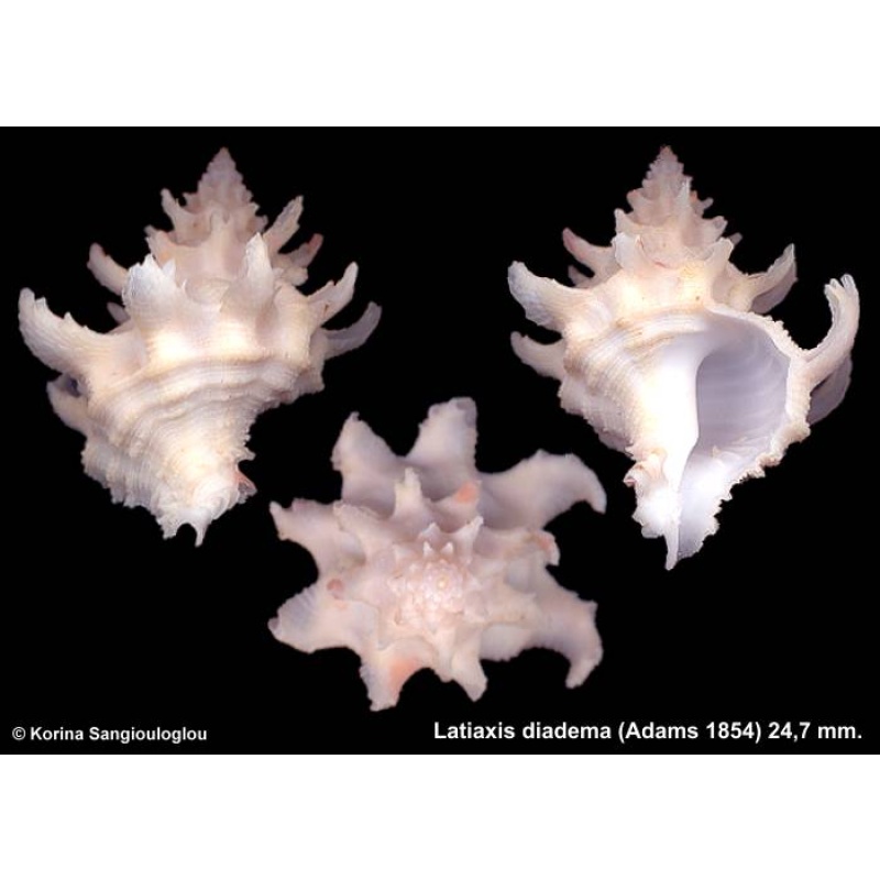 Latiaxis diadema Gorgeous White!