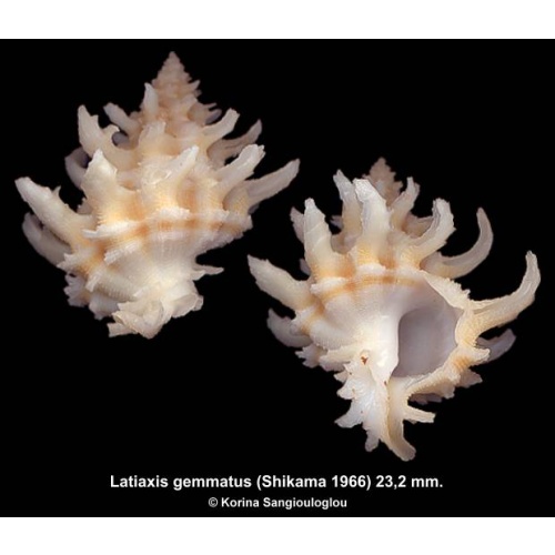 Latiaxis gemmatus Gorgeous White!