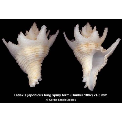 Latiaxis japonicus long spiny form Gorgeous!