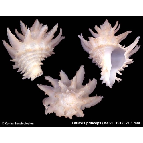 Latiaxis princeps Gorgeous White!