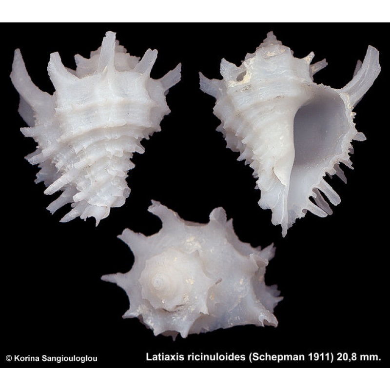 Latiaxis ricinuloides Gorgeous White!