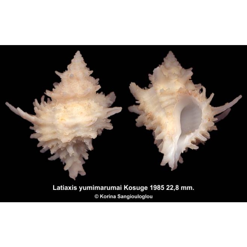 Latiaxis yumimarumai Gorgeous!