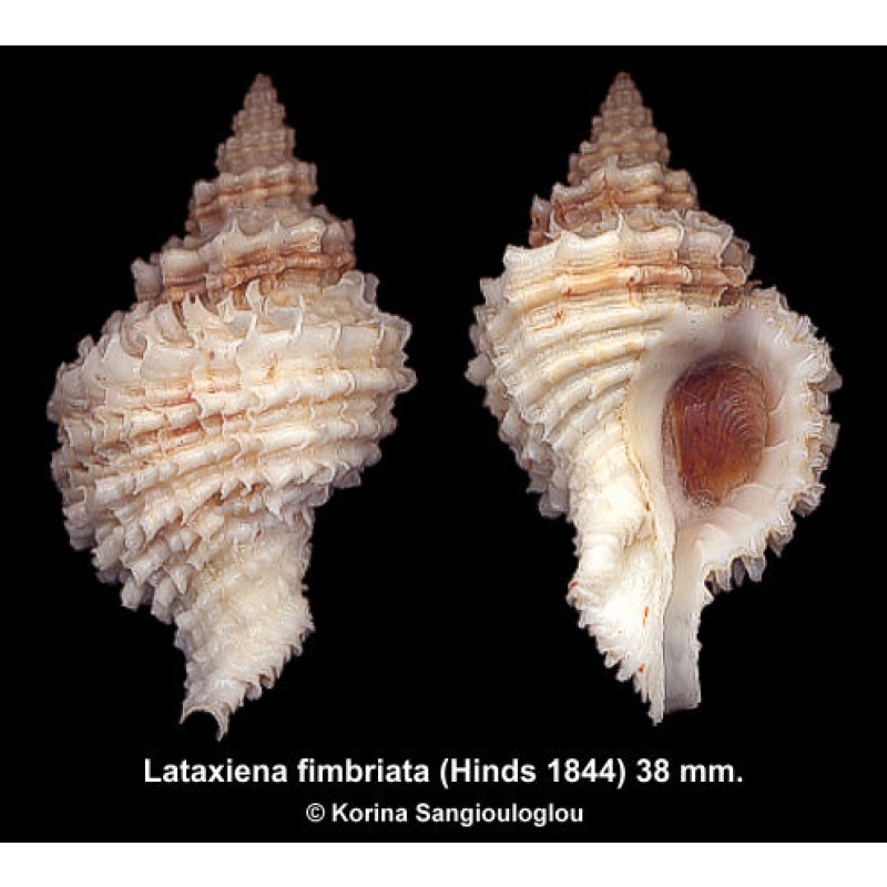 Lataxiena fimbriata Gorgeous Superb Frilly!