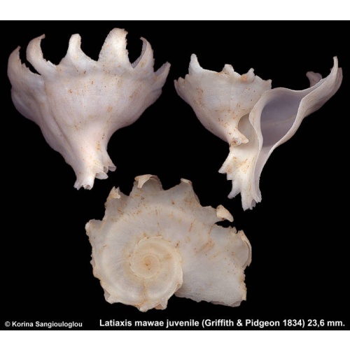 Latiaxis mawae juvenile Outstanding!