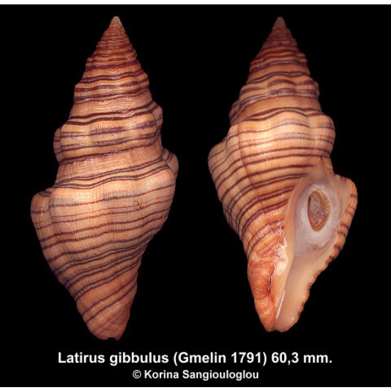 Latirus gibbulus Gorgeous Superb!
