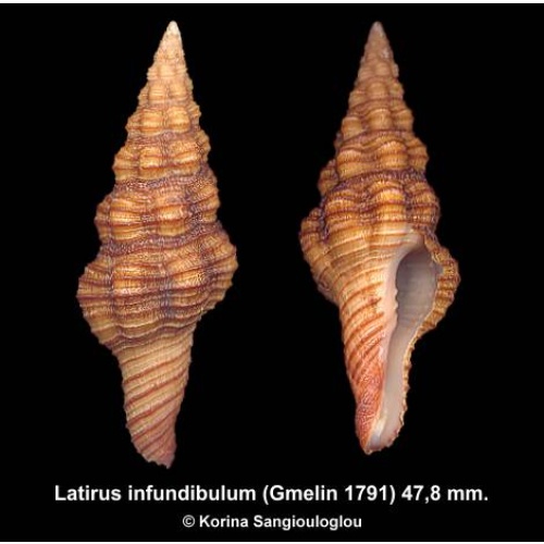 Latirus infundibulum Gorgeous!