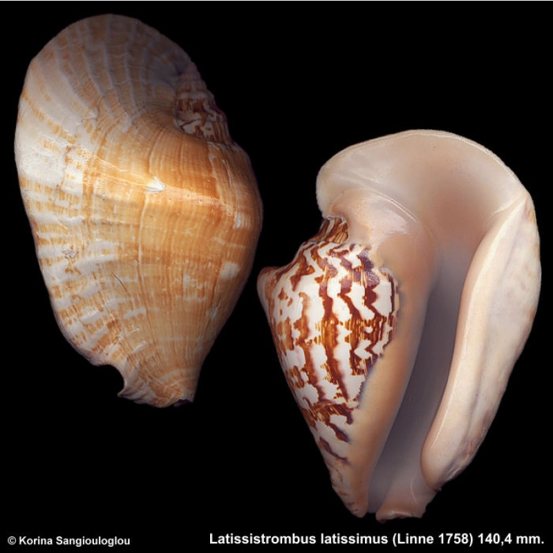 Latissistrombus latissimus Gorgeous Thick Heavy Superb!