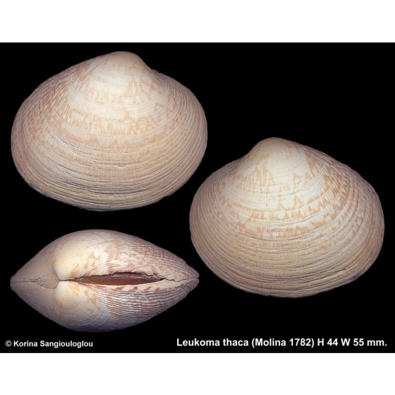 Leukoma thaca Outstanding Cold Water Bivalve!