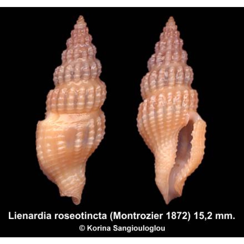 Lienardia roseotincta Outstanding Orange!