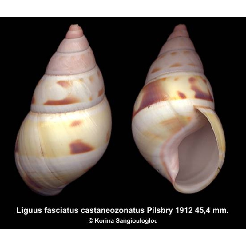 Liguus fasciatus castaneozonatus Gorgeous Unusual Color!