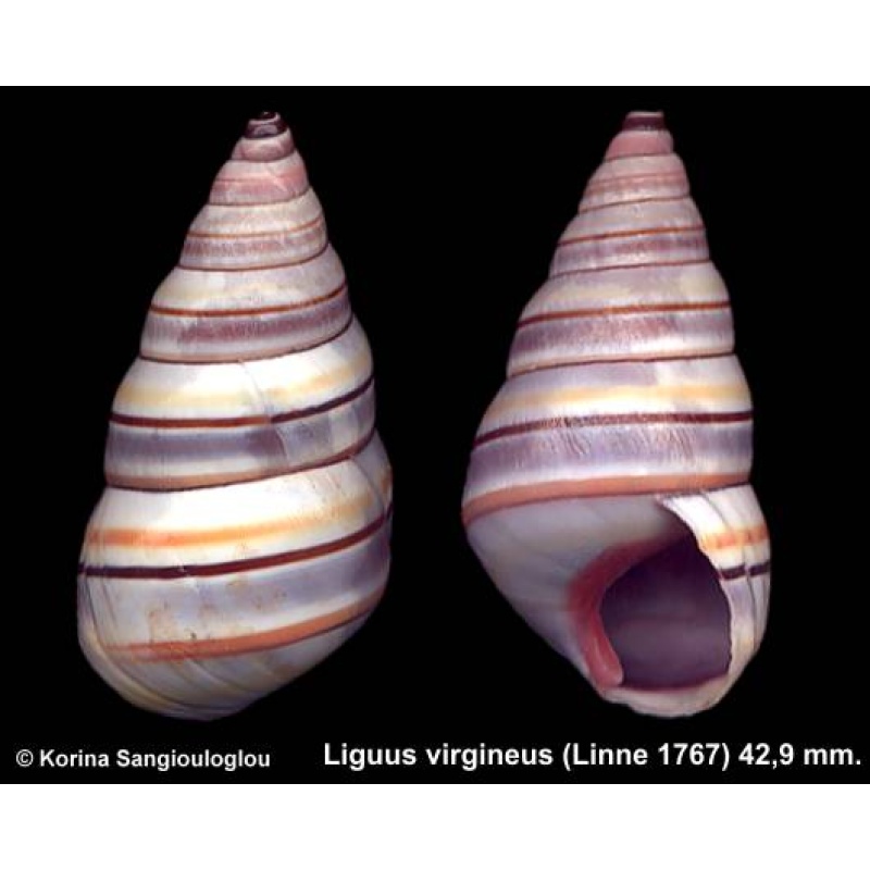 Liguus virgineus Outstanding Colorful!