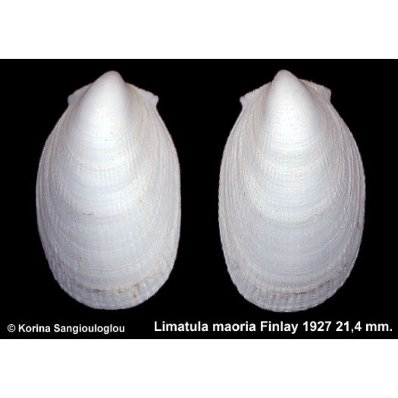 Limatula maoria Gorgeous Slender Species!