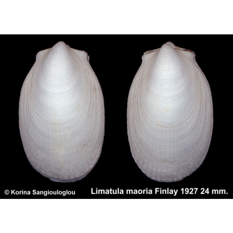Limatula maoria Gorgeous Slender Species!